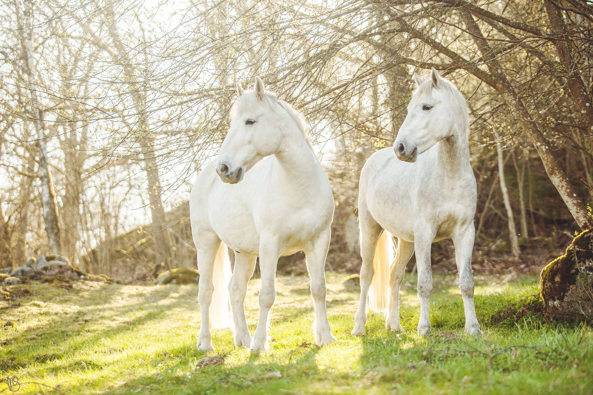 Marleen Saarloos Equine Photography